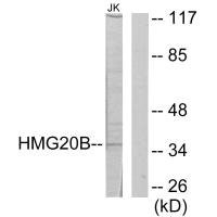 Anti-HMG20B