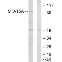 Anti-STAT5A