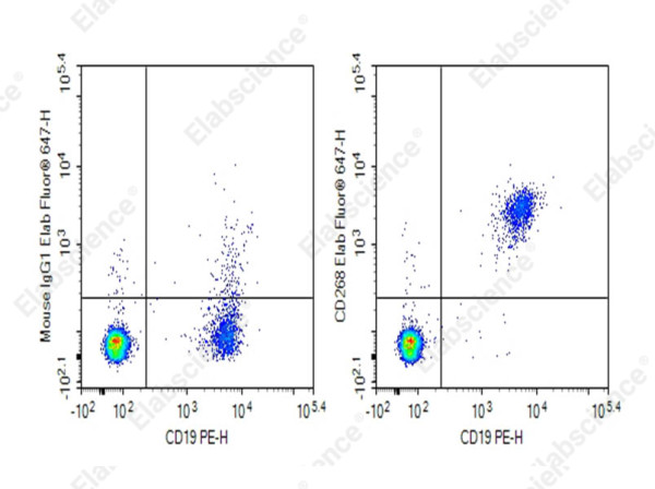 Anti-CD268 Antibody[H353-8H11] (human), purified