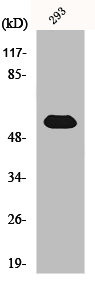 Anti-TOR1AIP1 (PACO01013)