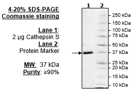 Cathepsin S, active human recombinant protein