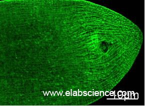 Anti-MYH pan, clone 2F3