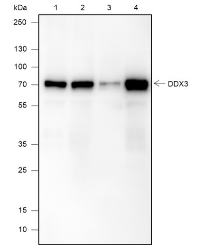 Anti-Recombinant DDX3, clone A590