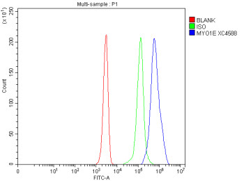 Anti-MYO1E / Myosin IE