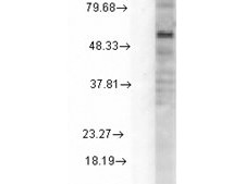 Anti-GABA-A receptor-delta, clone S151-3