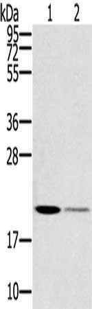 Anti-RBBP9