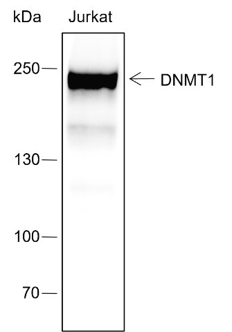 Anti-Recombinant DNMT1, clone A436