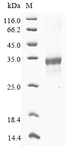 Ribonuclease T2-A (Rnaset2a), mouse, recombinant