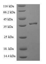 Peptidyl-tRNA hydrolase ICT1, mitochondrial (ICT1), human, recombinant