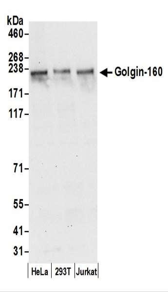 Anti-Golgin-160