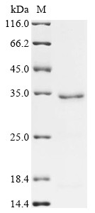 Auxin-responsive protein IAA7 (IAA7), Arabidopsis thaliana, recombinant