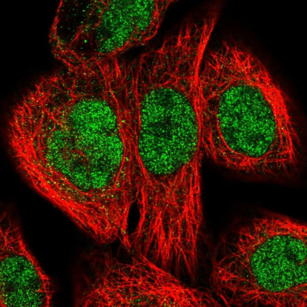 Anti-ERCC3