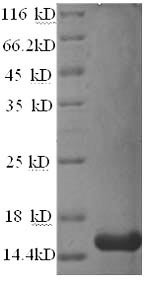 Prolactin-inducible protein homolog (Pip), rat, recombinant