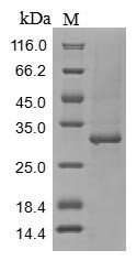 Tenascin (Tnc), partial, mouse, recombinant