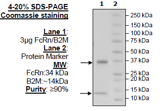 FcRn (FCGRT/B2M), His-Tag, Biotin-Labeled, HiP(TM) (Human)