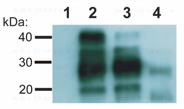 Anti-CD230 / Human Prion Protein (PrP) Monoclonal Antibody (Clone:EM-20)