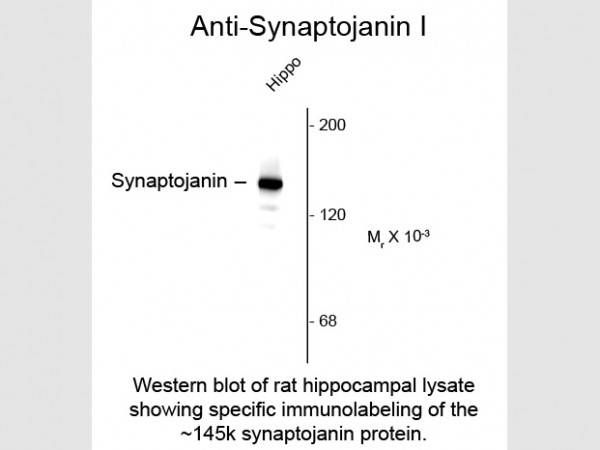 Anti-Synaptojanin 1, clone 5H1