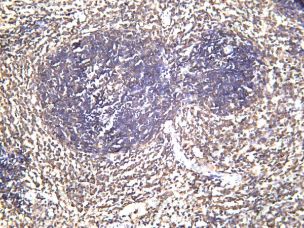 Anti-Recombinant ICOS, clone C172427