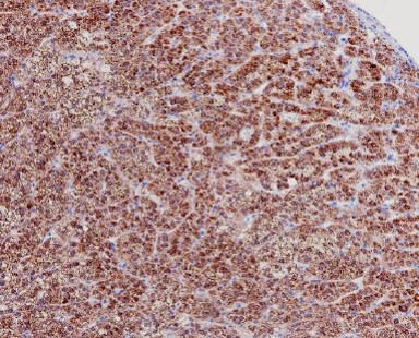 Anti-StAR, clone SQab30347