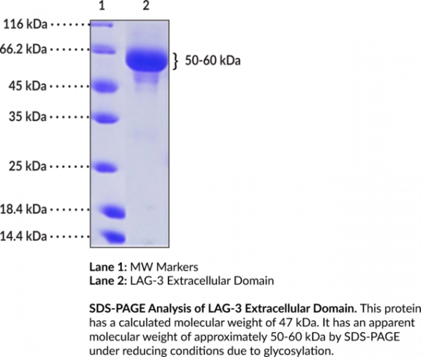 LAG-3 Extracellular Domain (human, recombinant)