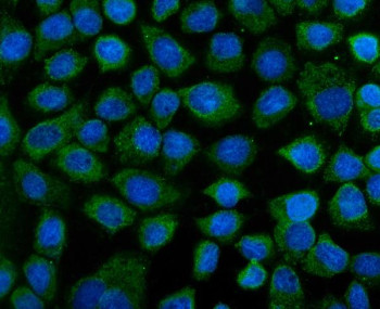 Anti-KEAP1 / Kelch-like ECH-associated protein 1