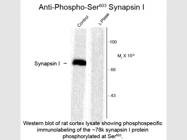 Anti-phospho-Synapsin I (Ser603)