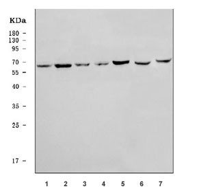 Anti-PRKAG2 / AMPK gamma 2