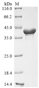 Cyclic AMP-dependent transcription factor ATF-5 (Atf5), mouse, recombinant