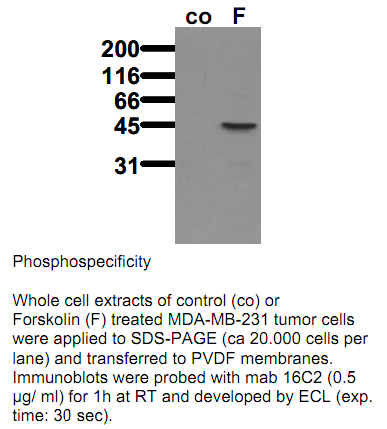 Anti-phospho-VASP (Ser239), clone 16C2