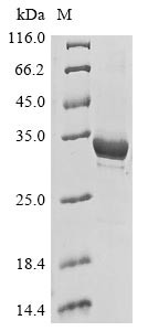 Microtubule-associated protein 1A (MAP1A), partial, human, recombinant