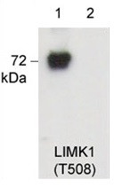 Anti-phospho-LIMK1 (Thr508)