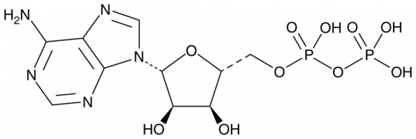 Adenosine 5&#039;-diphosphate