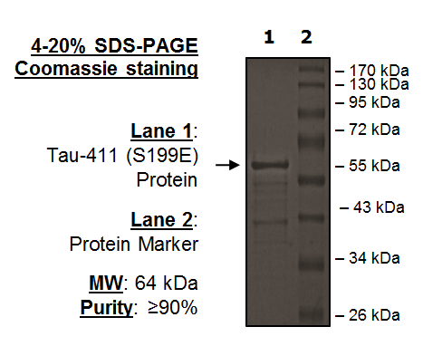 Tau-441 (S199E) Protein