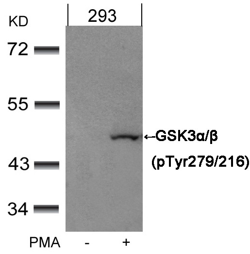 Anti-phospho-GSK3 alpha/beta (Tyr216)
