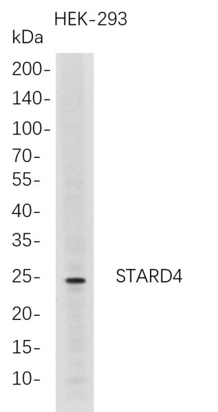 Anti-Recombinant STARD4, clone 5D7