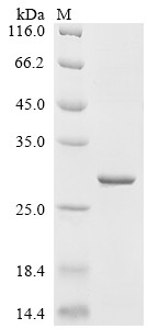 T7 T7 RNA polymerase (1), partial, Escherichia phage, recombinant