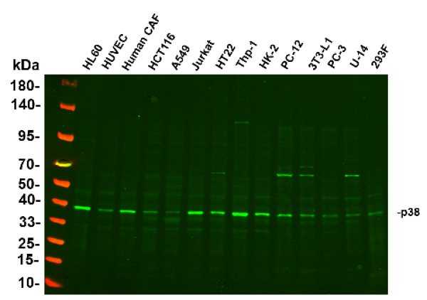 Anti-Recombinant p38, clone 9A10