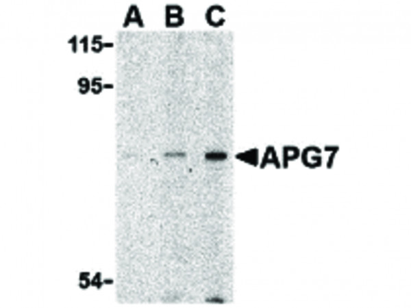 Anti-APG7