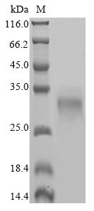 Collagen triple helix repeat-containing protein 1 (CTHRC1), human, recombinant