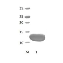 DLG1_2 PDZ Domain