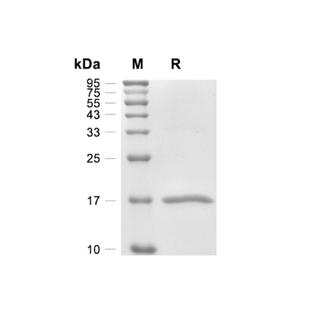 Tumor Necrosis Factor alpha (TNFa) Recombinant (Mouse)