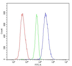 Anti-RIO Kinase 1 / RIOK1 / RIO1