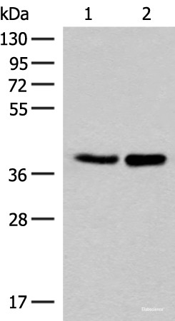 Anti-FAM84B