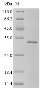 Polyadenylate-binding protein-interacting protein 2 (PAIP2), human, recombinant