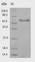 Polyphosphatase (PPX1), Saccharomyces cerevisiae, recombinant
