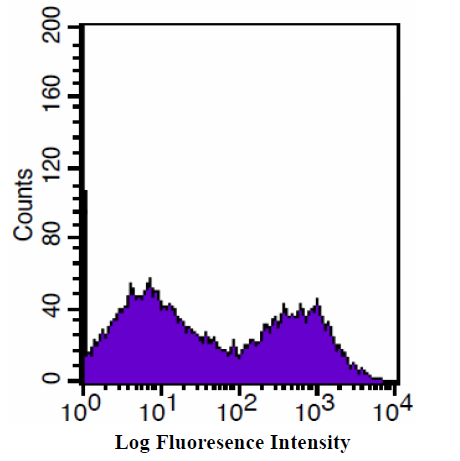Anti-p70 S6 kinase alpha, clone 1C7