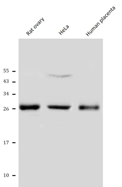 Anti-FGF8