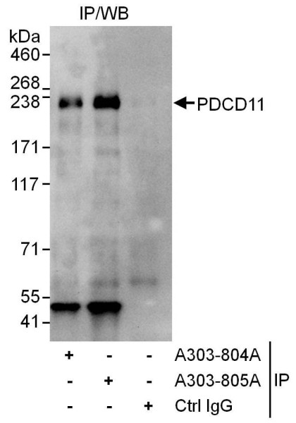 Anti-PDCD11