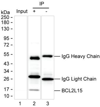 Anti-BCL2L15