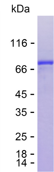 Recombinant Human GRP78/BiP Protein